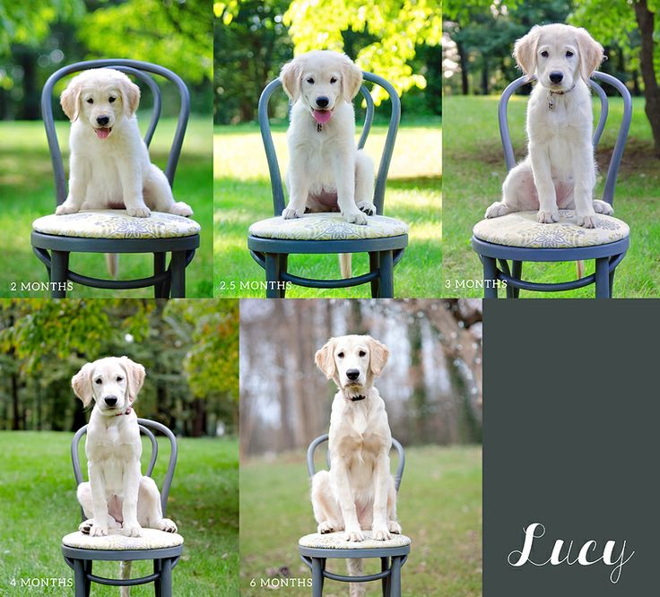 four pictures of a white dog sitting on a chair in the grass and posing for photos