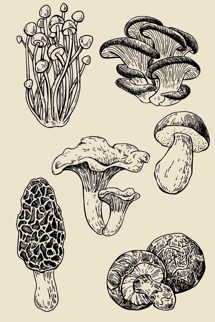 the different types of mushrooms are shown in this drawing, which is very detailed and easy to draw