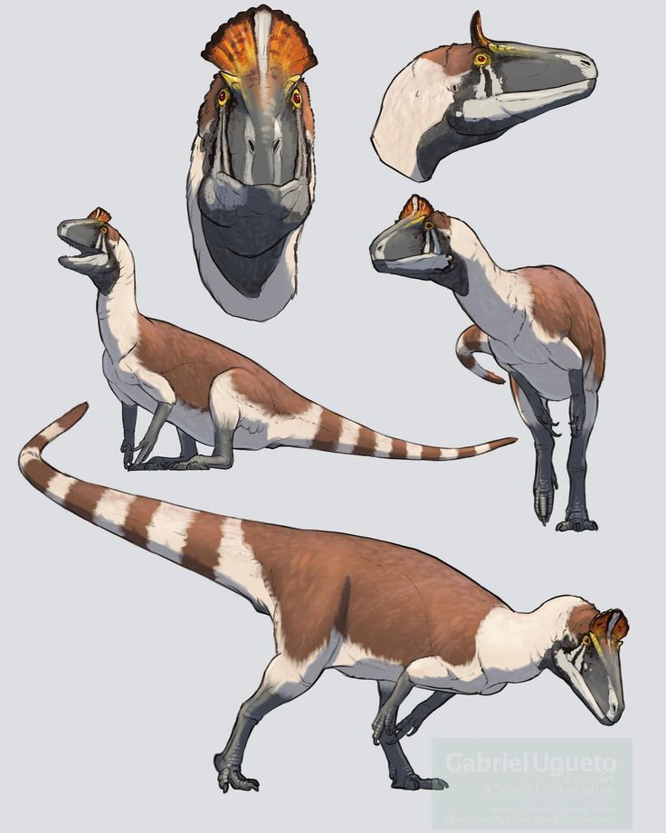 an artist's rendering of different types of dinosaurs