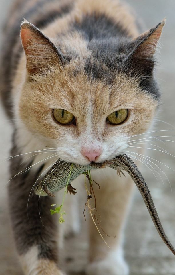 an orange and white cat holding a small lizard in its mouth while walking on the ground