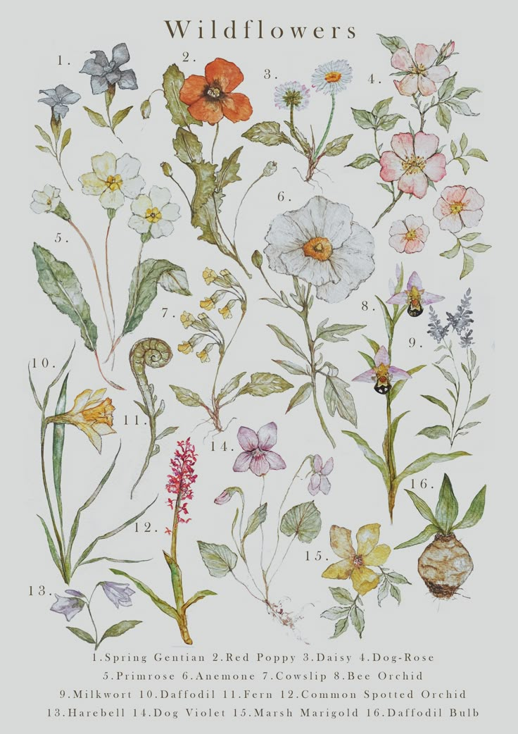 an illustration of wildflowers and other flowers