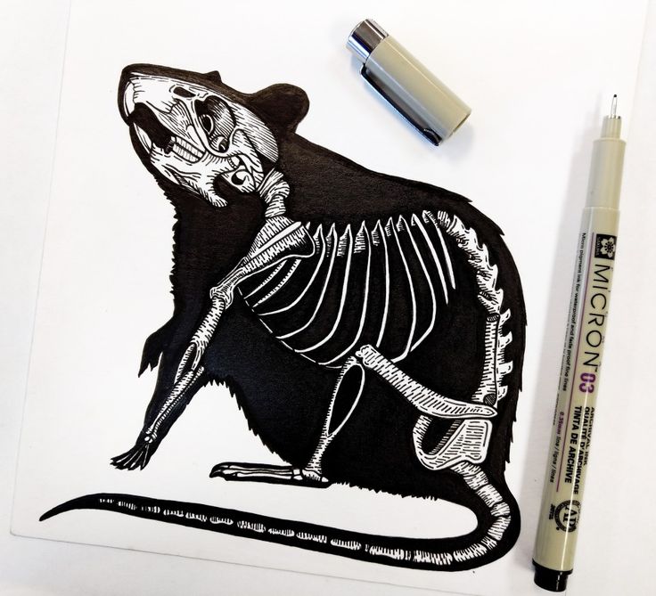 a black and white drawing of a rat with skeleton on it's back, next to a marker