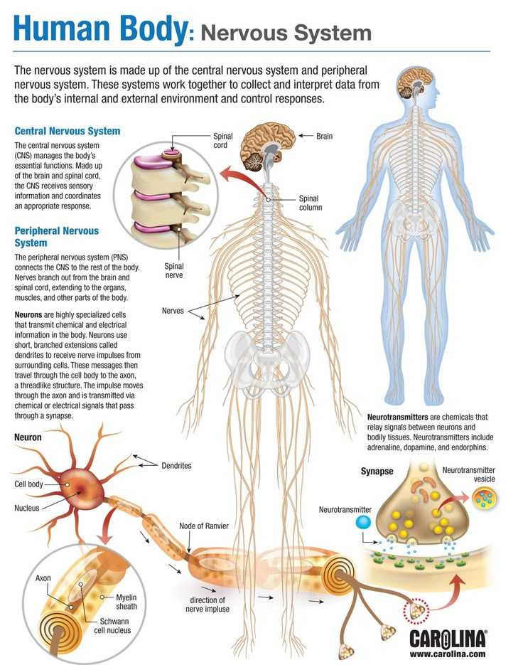 the human body nervous system is shown in this diagram, and shows its major functions