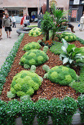 an image of a garden with broccoli and plants in the center, on instagram