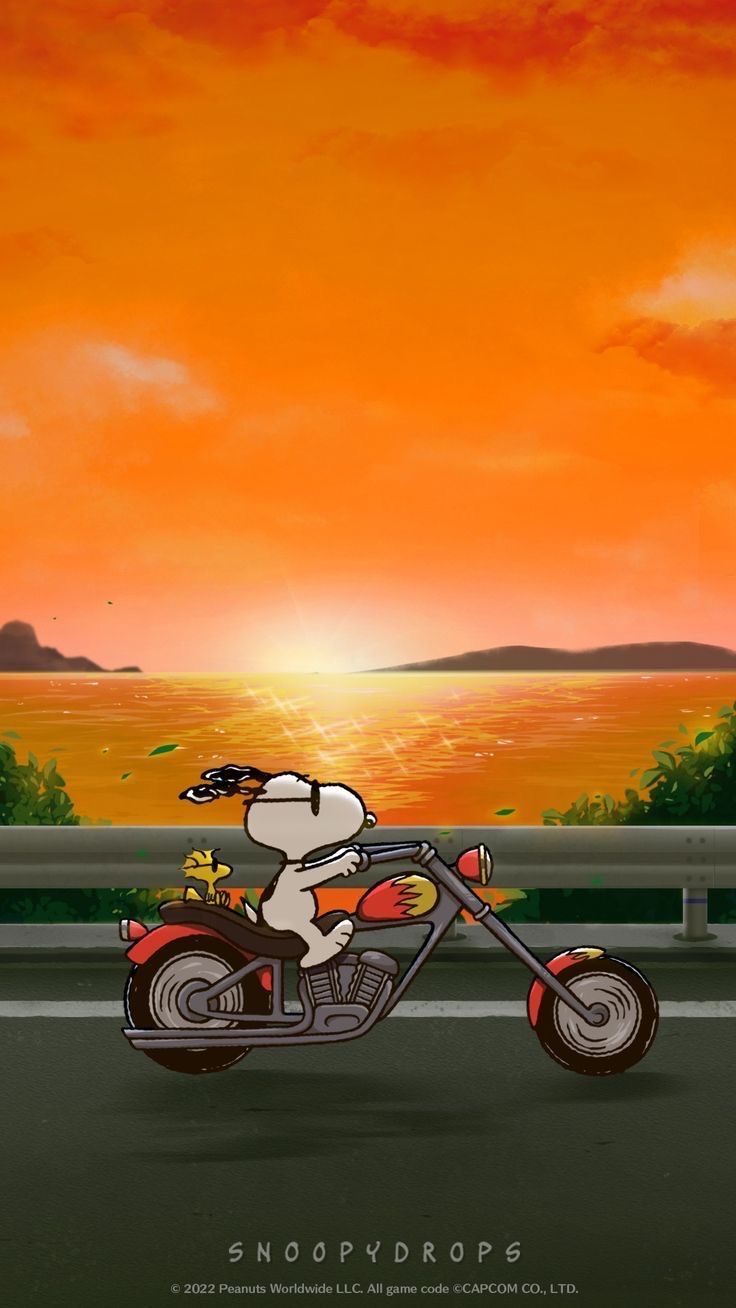 a dog riding on the back of a motorcycle down a road with sunset in the background