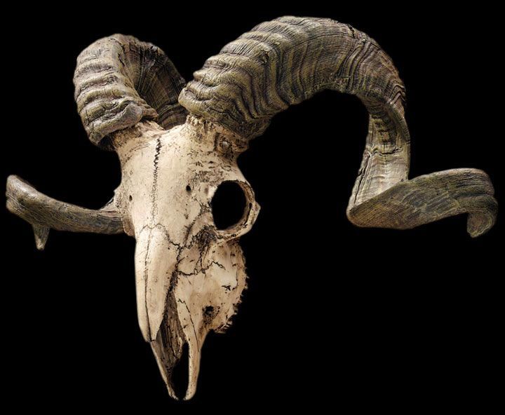 an animal skull with large horns and curled horns on it's back end, against a black background