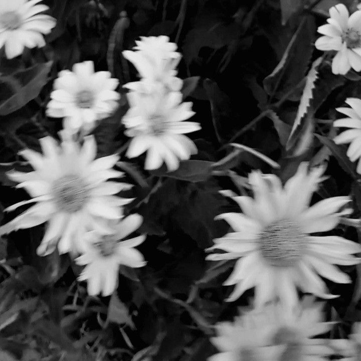 black and white photograph of flowers in the grass