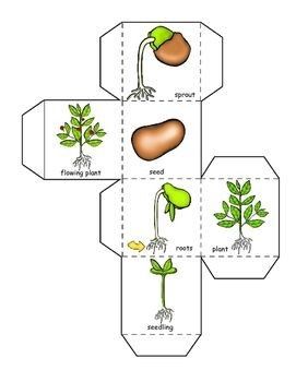 the plant life cycle worksheet for kids to learn how to grow and eat