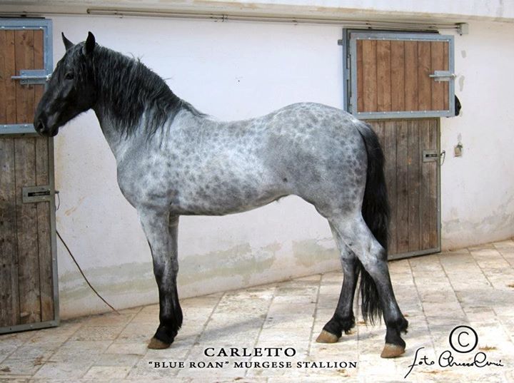 a grey horse standing in front of a white wall with wooden doors on it's sides