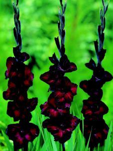 some very pretty purple flowers in the grass