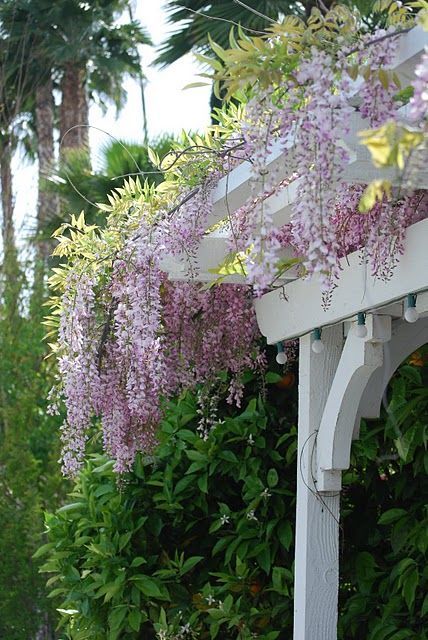 purple flowers growing on the side of a building