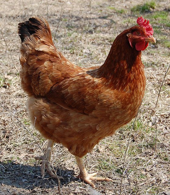 a brown chicken standing on top of dry grass