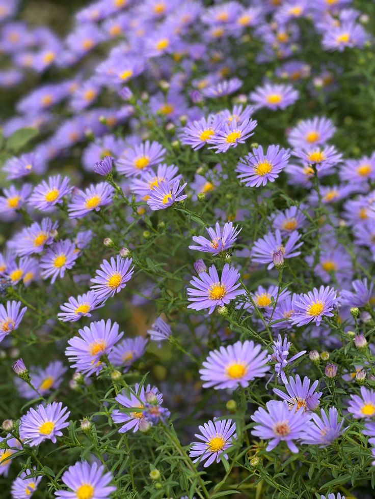 purple flowers with yellow centers and green stems in the foreground, surrounded by greenery