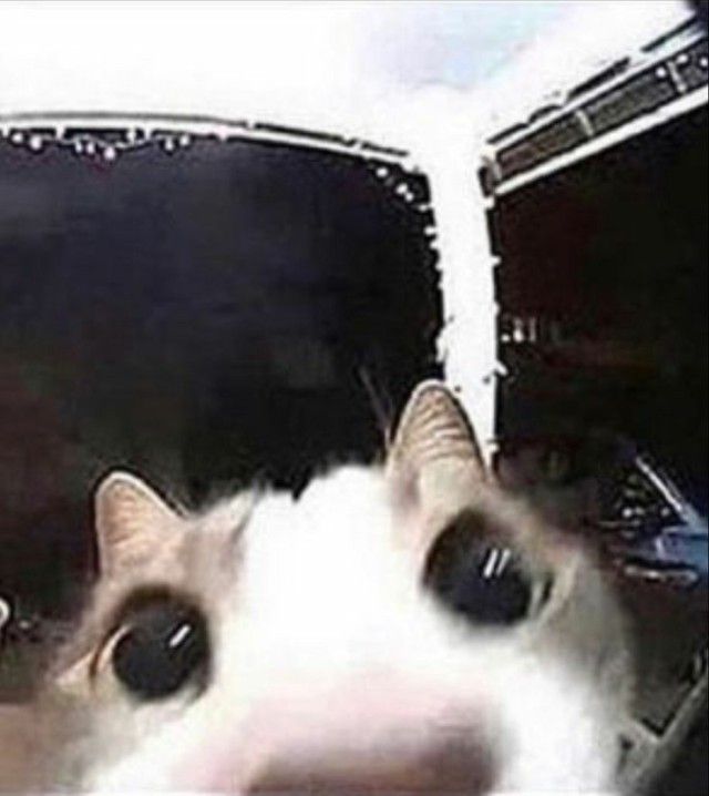 a white and black cat sitting in the passenger seat of a car looking at the camera