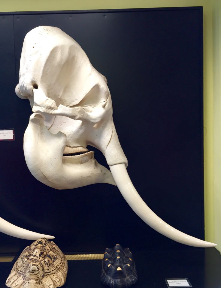 an elephant's tusks and skull are on display in a museum case