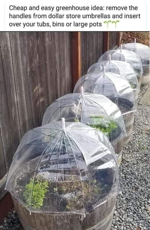 four clear umbrellas with plants growing inside them