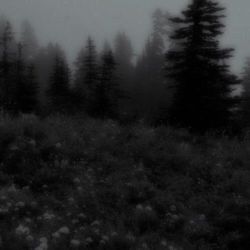 a black and white photo of trees in the foggy forest with flowers on the ground