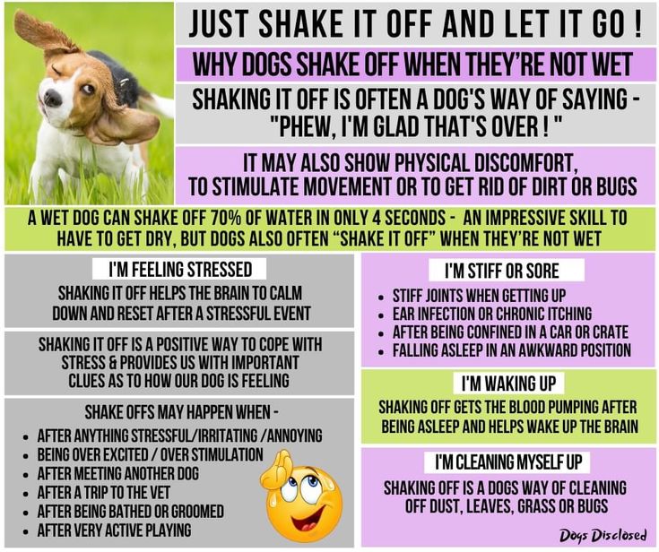 a poster with an image of a dog on it's face and the words, just shake it off and let it go