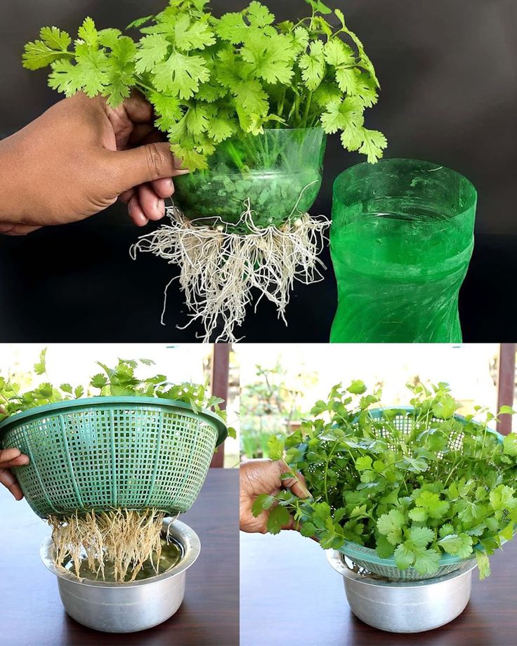 two pictures showing the same plant in different stages of growing and being held by someone's hand