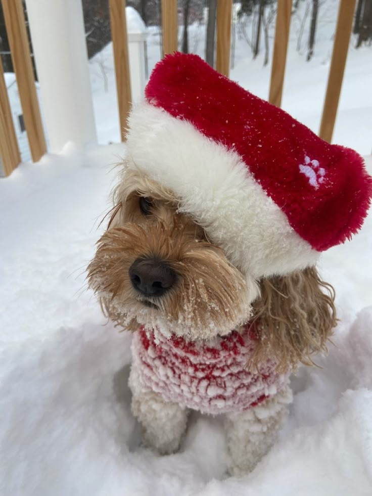 a dog wearing a santa hat in the snow