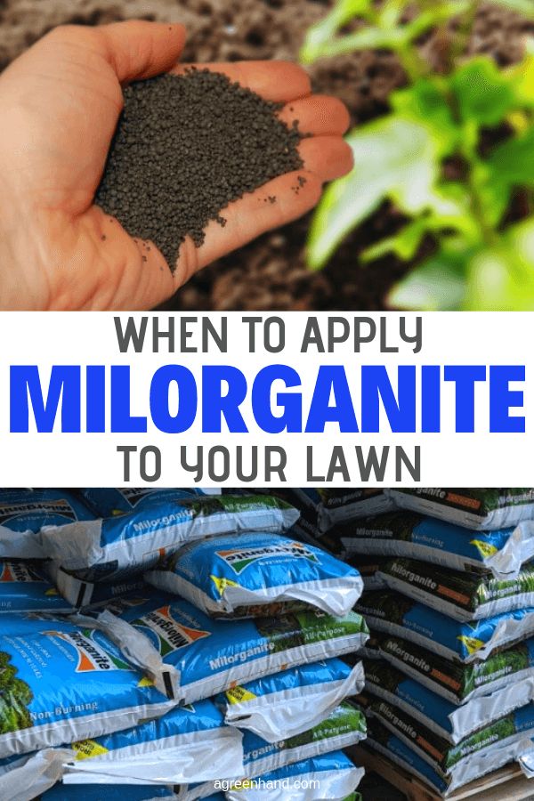 a person holding soil in their hand with the words when to apply miloranite to your lawn