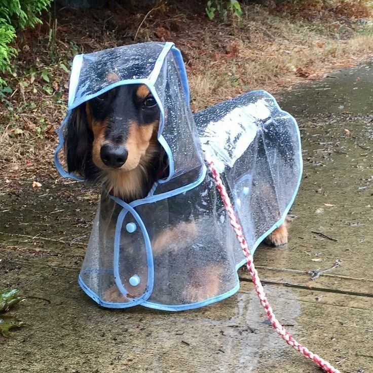 a dachshund dog wearing a raincoat and leash