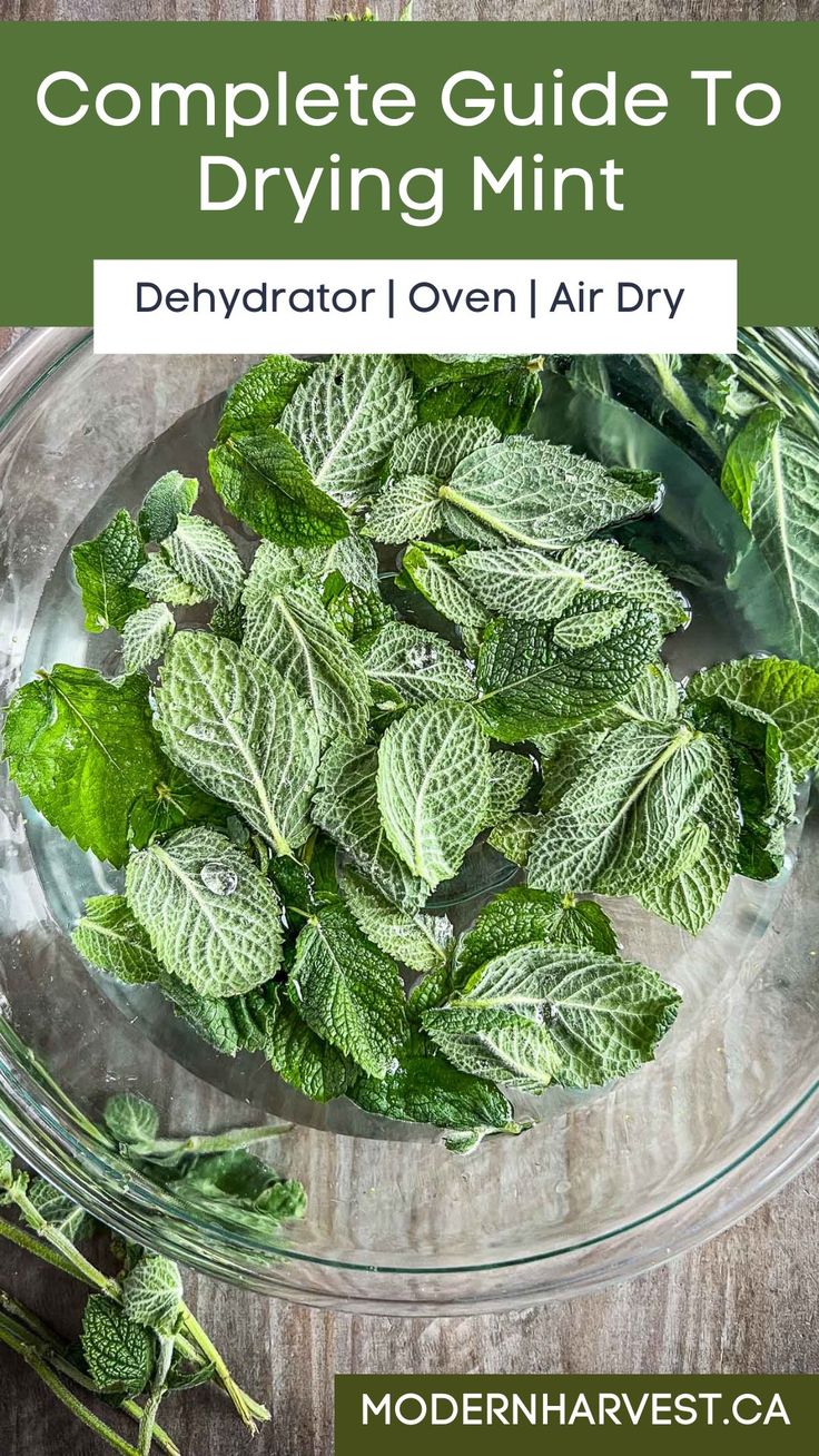 the complete guide to drying mint in a glass bowl