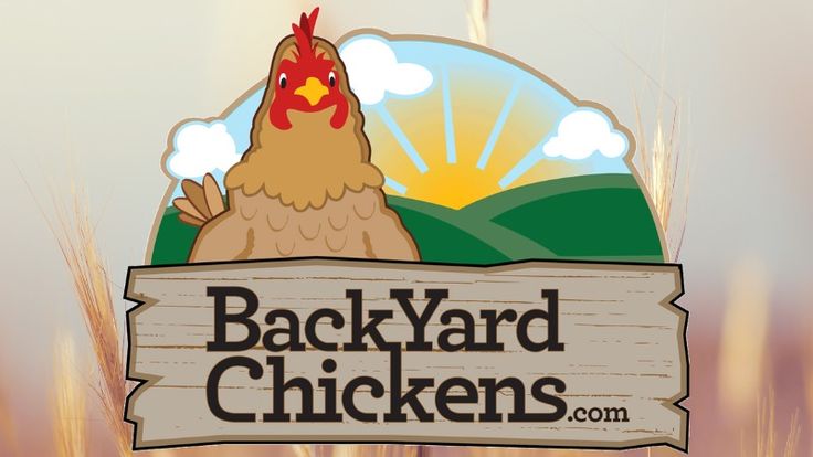 BackYardChickens.com