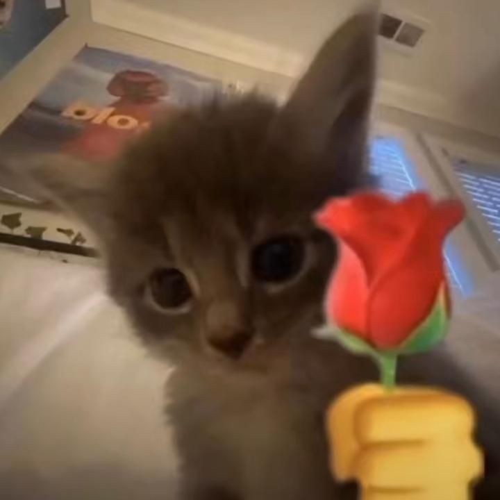 a small kitten holding a toy with a red rose on it