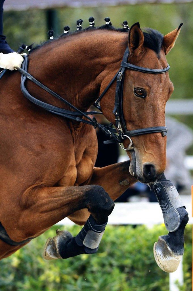 a brown horse jumping over an obstacle on its hind legs