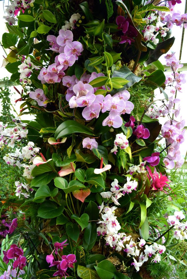 an arrangement of orchids and other flowers in a garden