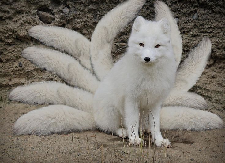 a white fox standing in front of a rock wall with feathers on it's back