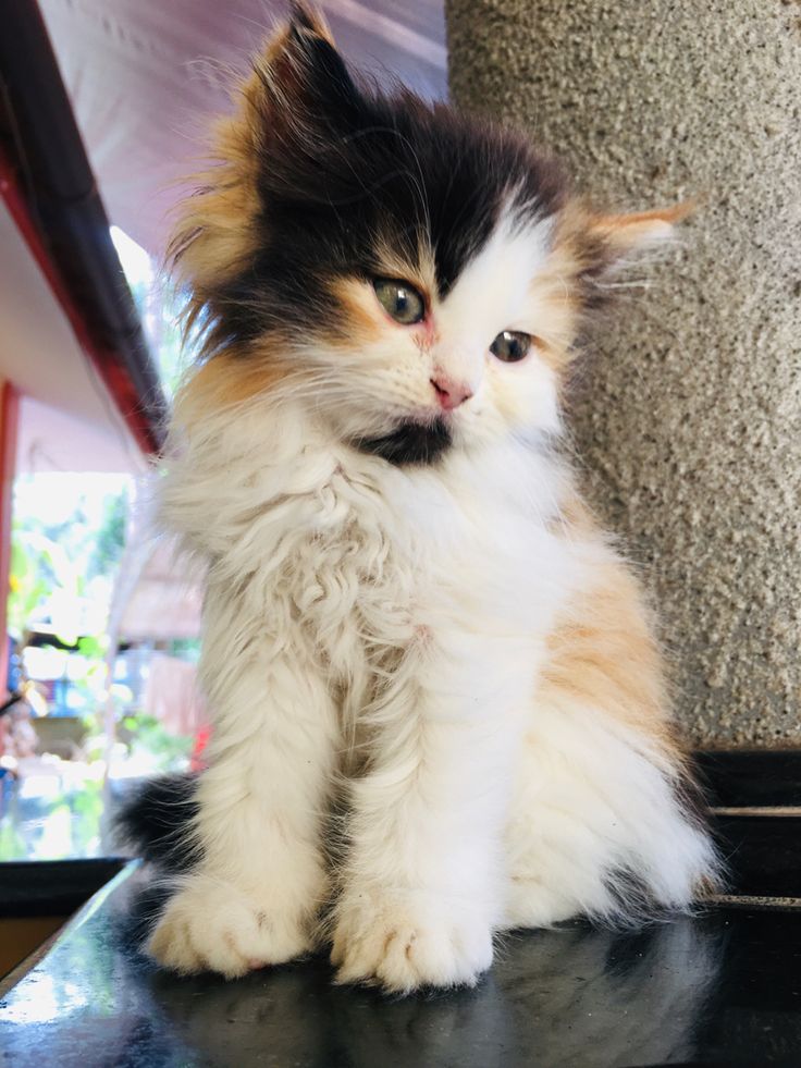 a fluffy cat sitting on top of a counter