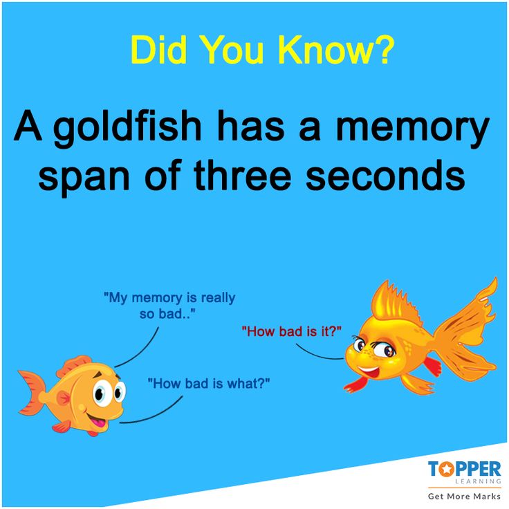 a goldfish has a memory span of three seconds to help it learn how to read