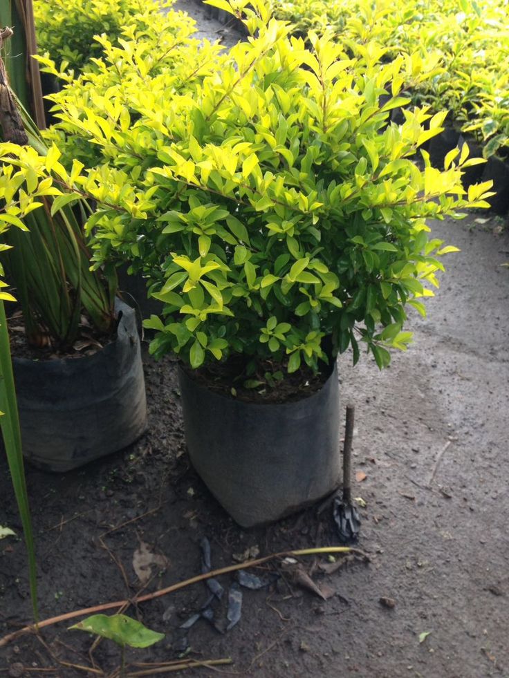 two potted plants sitting on top of a dirt ground next to eachother