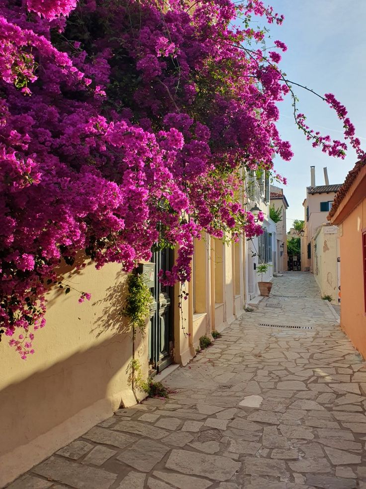 an alley way with purple flowers growing on the buildings and trees lining the walkways