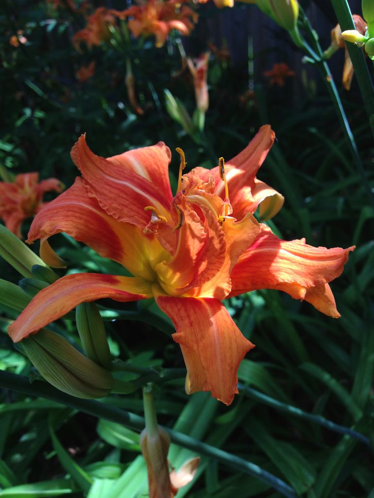 an orange flower is blooming in the garden