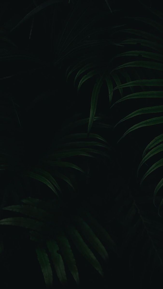 dark green leaves are shown against a black background