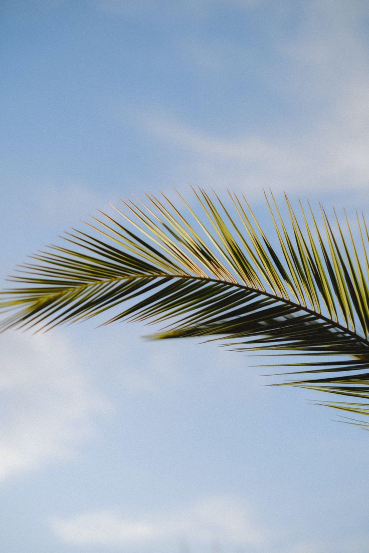 a palm tree branch against a blue sky