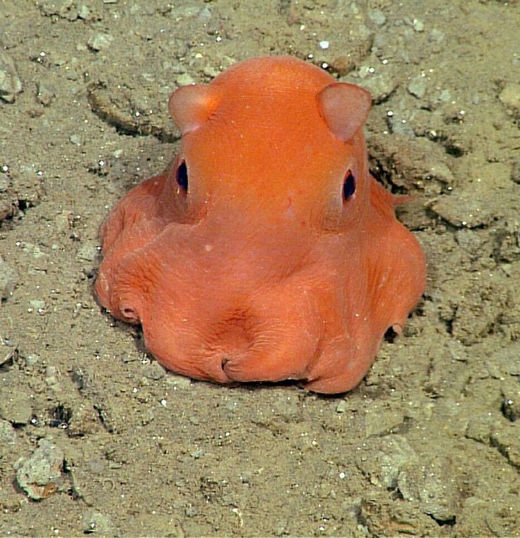 an orange animal laying on the ground with its head turned to look like it's sleeping