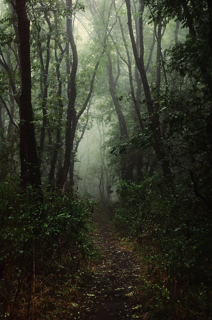 a path in the middle of a forest with trees on both sides and foggy skies overhead