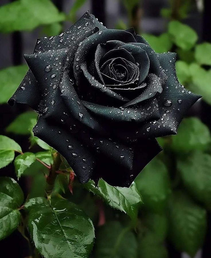 a black rose with water droplets on it