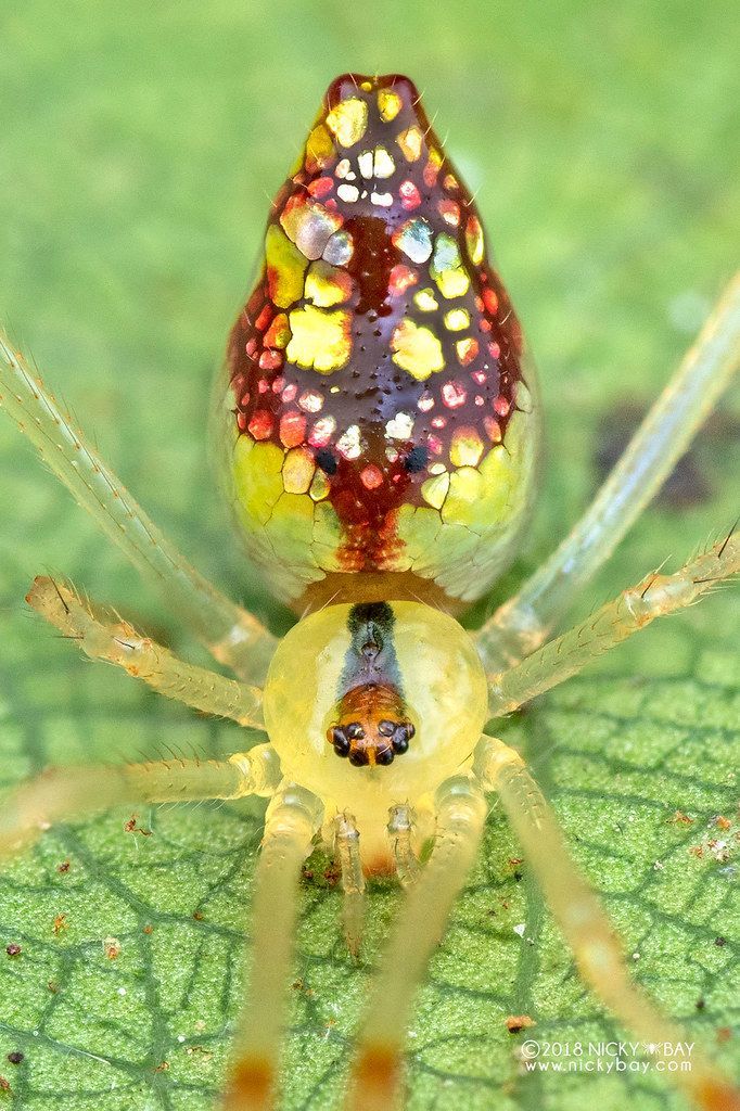 a colorful spider sitting on top of a green leaf covered in lots of tiny dots