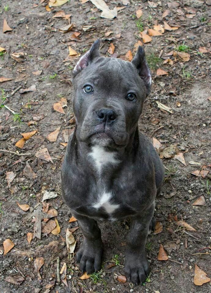 a black and white pitbull puppy sitting on the ground looking at the camera