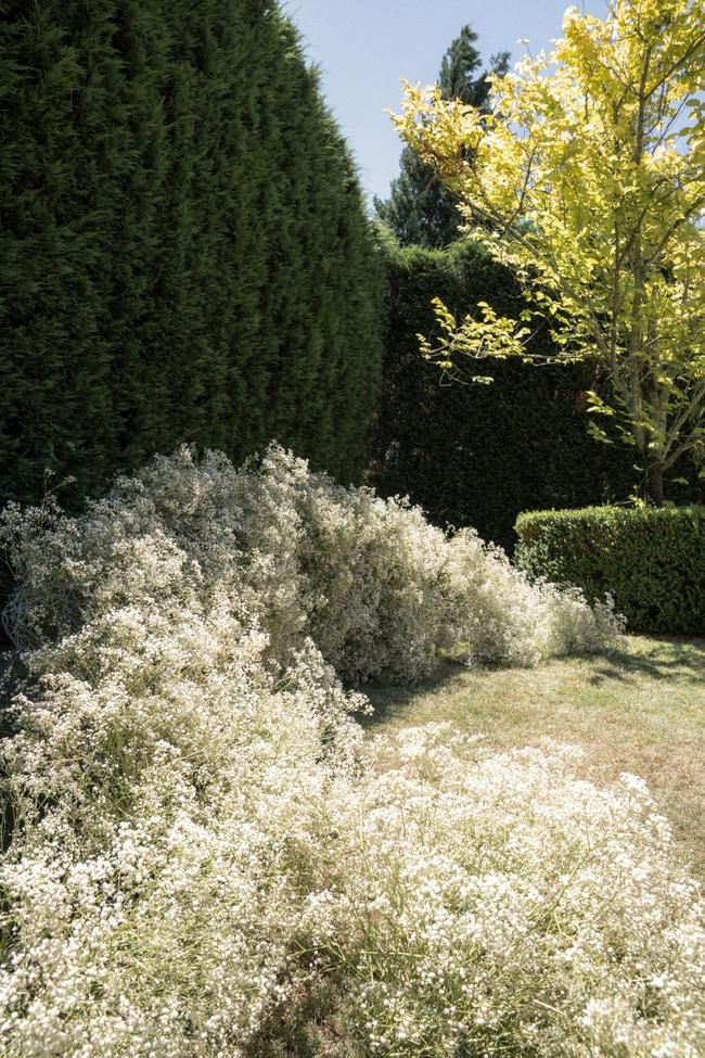 an area with bushes and trees in the background, including one large bush that has white flowers on it