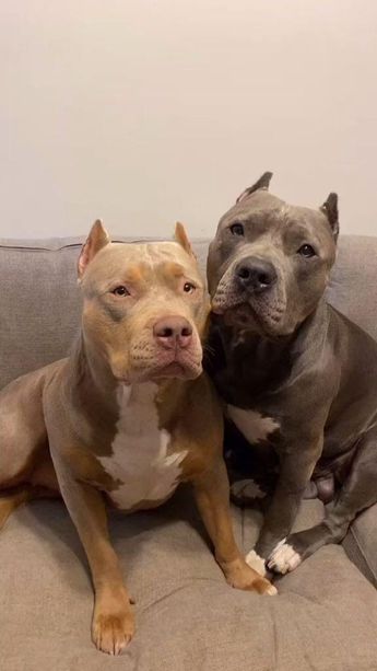 two pitbulls sitting on a couch next to each other