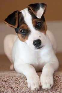 a small brown and white dog laying on top of a carpet