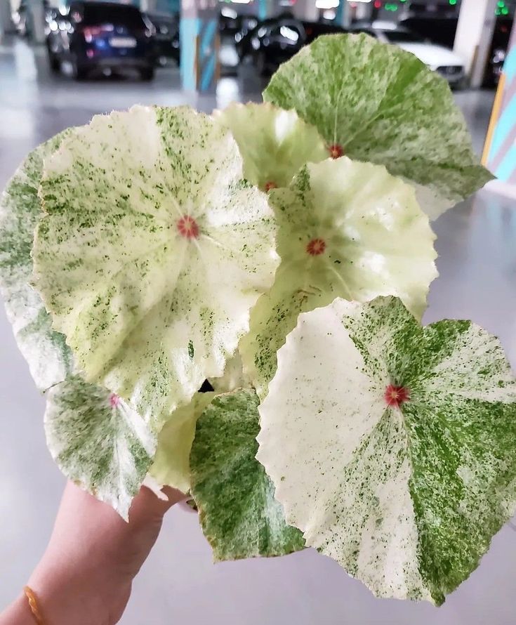 two green and white flowers in someone's hand at an airport terminal with cars behind them