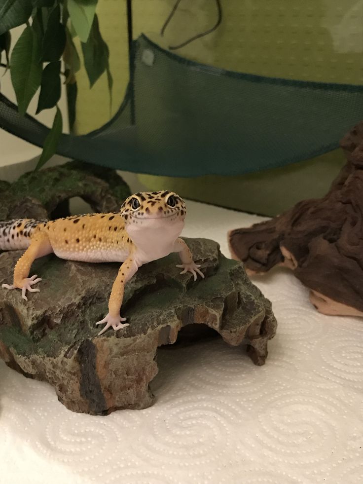 a small gecko sitting on top of a rock