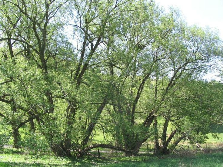 a large tree in the middle of a grassy field